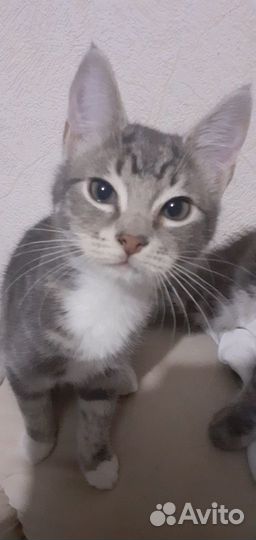 Молодой котик в добрые руки