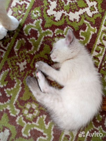 Отдам в добрые руки милых котят