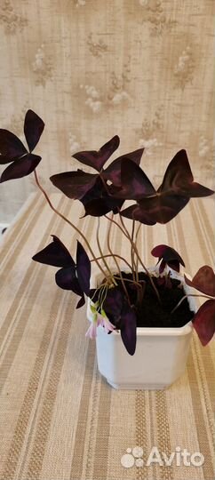 Кислица фиолетовая