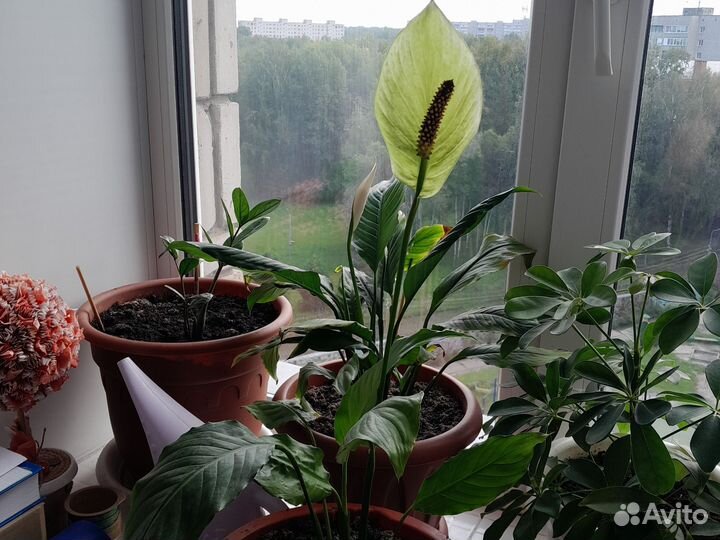 Спацифиллум