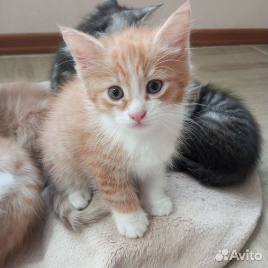 Отдам в добрые руки