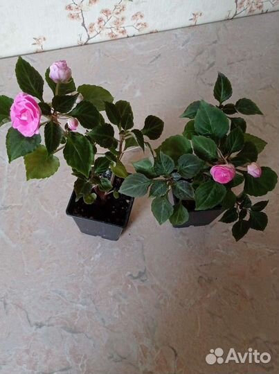 Продам цветы Бальзамины комнатные