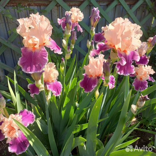 Ирисы (саженцы)