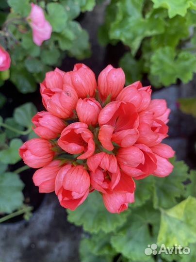 Пеларгония герань