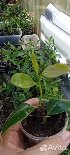 Камелия комнатная