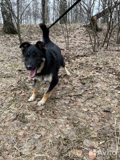 Собака в добрые руки отдам бесплатно