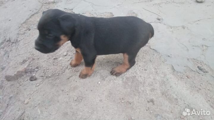 Щенки ягдтерьера