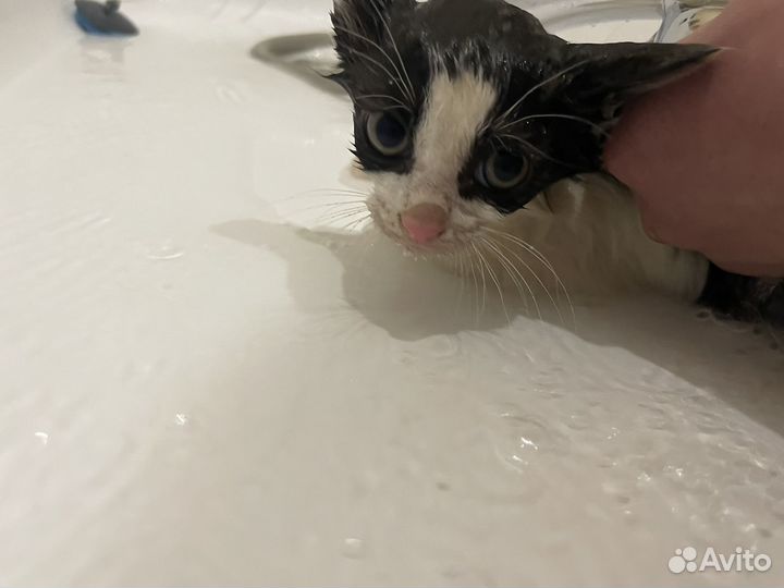 Отдам котенка в добрые руки