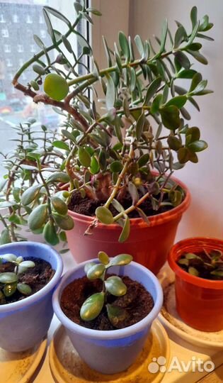 Крассула толстянка