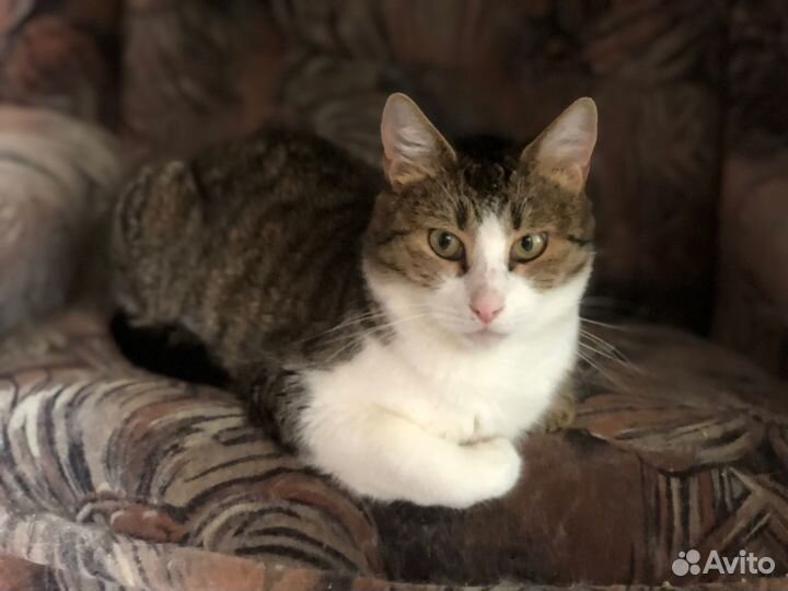 Ласковый котомальчишка Сержик