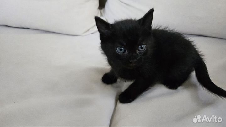 Кошка в дар бесплатно