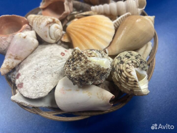 Морские ракушки раковины