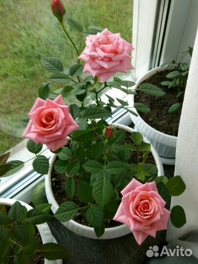 Комнатная роза Кардана, розовая