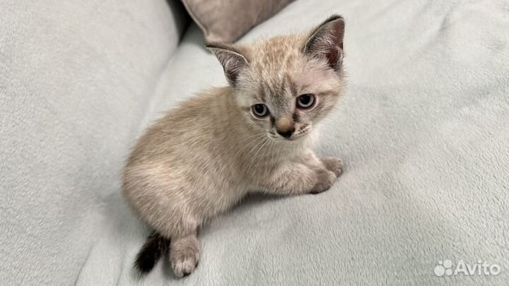 Котенок умный ручной 2 мес