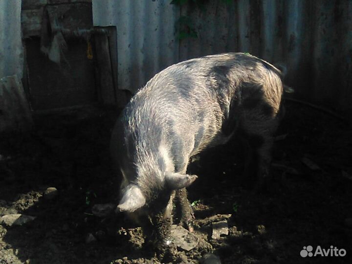 Услуги хряка