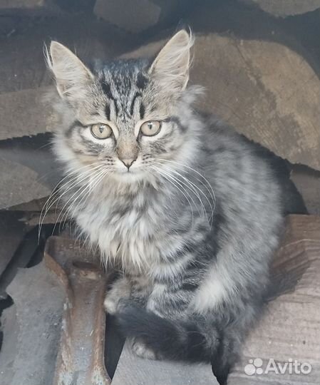 Котята в добрые руки бесплатно