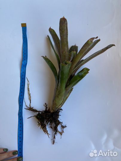 Неорегелия