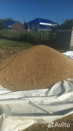 Зерно ячмень