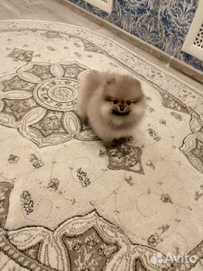 Померанчик