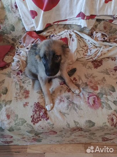 В добрые руки