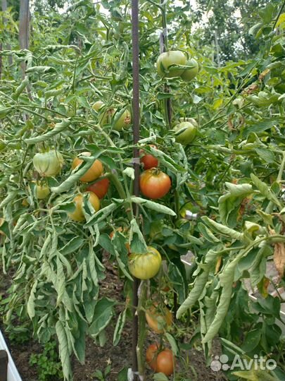 Фермерские продукты