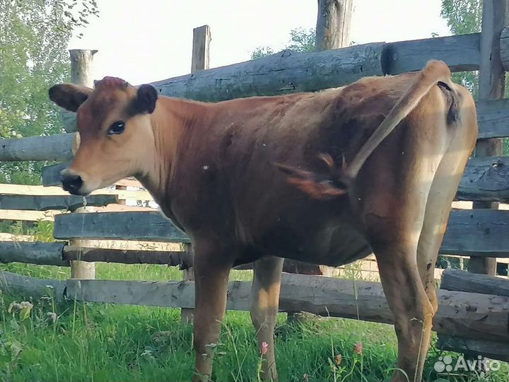 Телочка Джерси