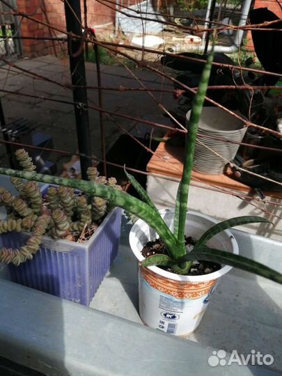 Суккуленты