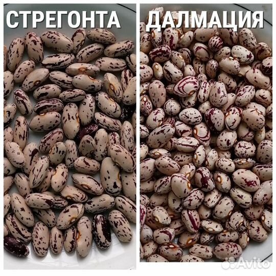 Семена фасоли своего сбора 2023 года