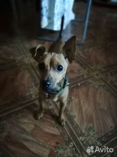 Карликовый пинчер