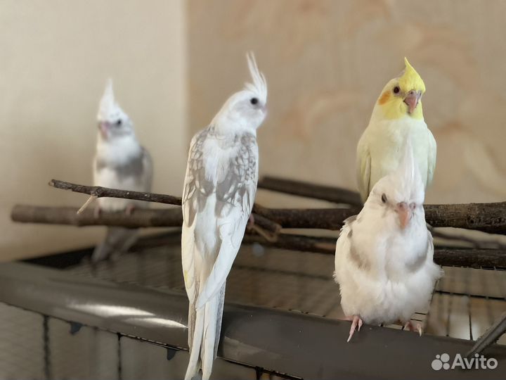 Птенцы кореллы безщекие