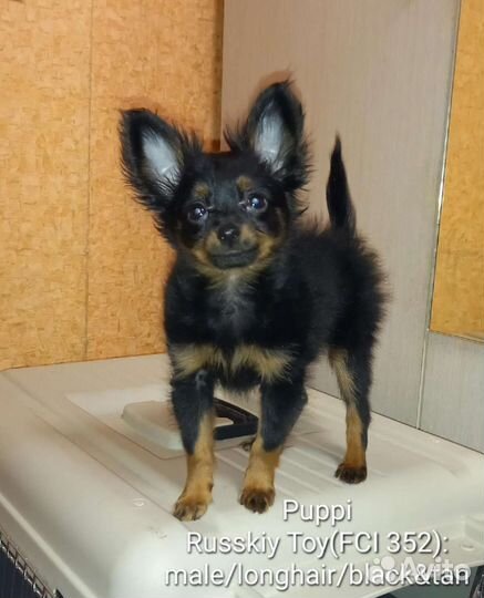 Мини той-терьер щенок