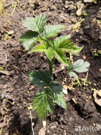 Саженцы ежевики