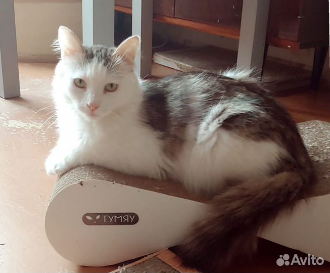 Кот Яша ищет дом