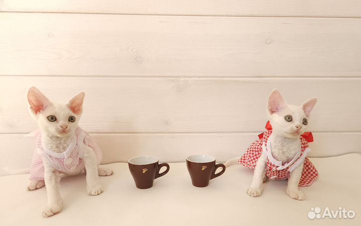 Малышки девон-рекс