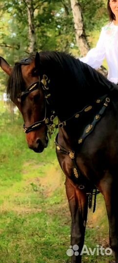 Амуниция для лошади