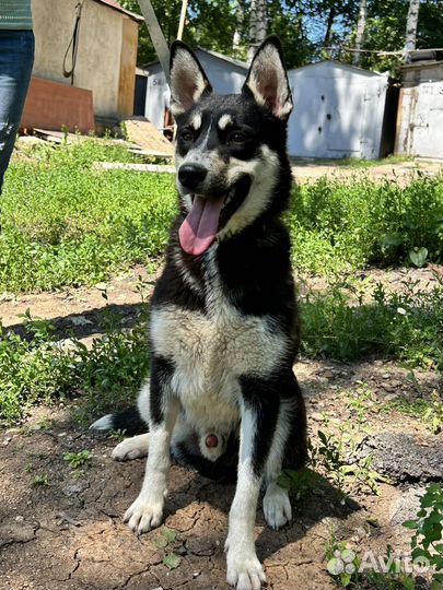 Метис хаски