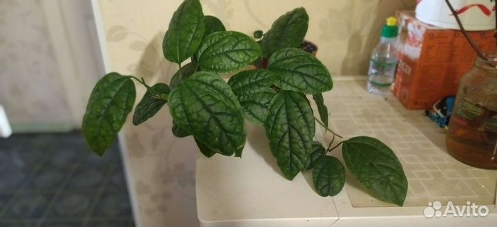 Клеродендрум Томсона