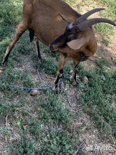 Коза дойная