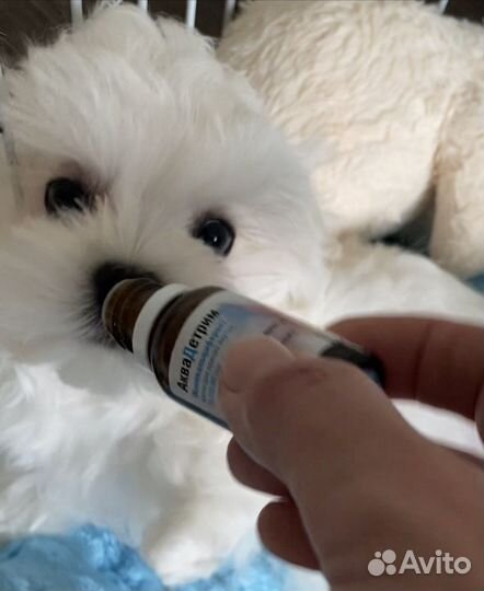 Мальтезе мини щенки мальтийской болонки
