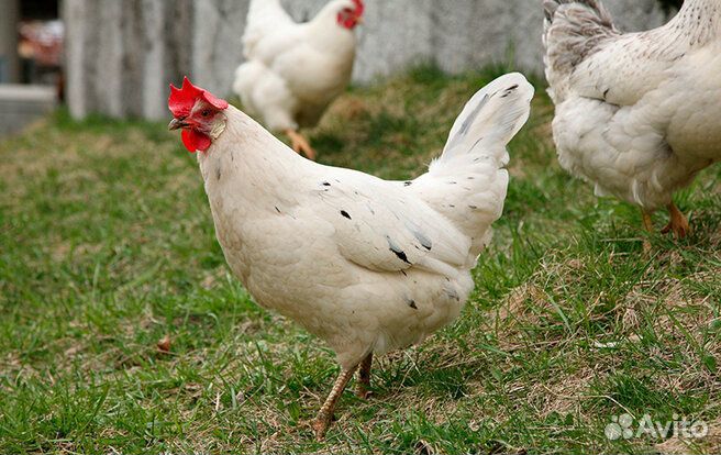 Куры кросс коралл