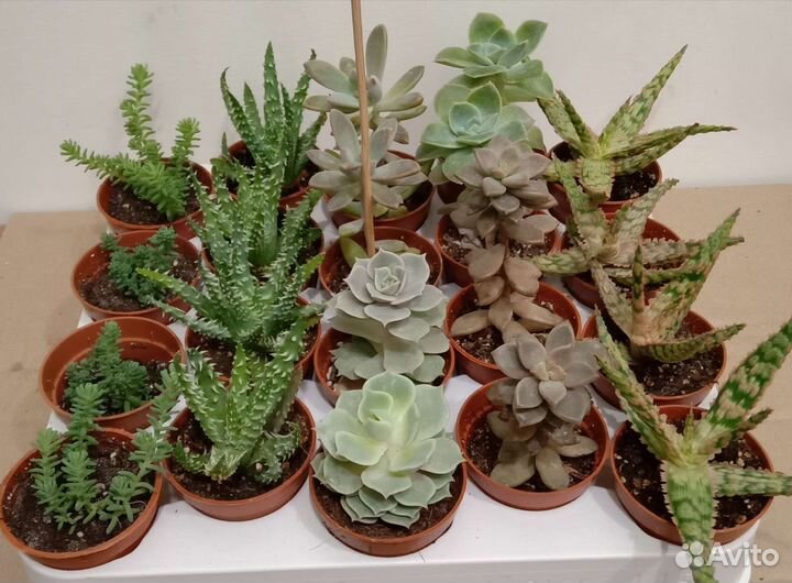 Домашние растения. Суккуленты
