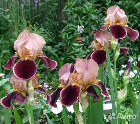 Ирис бородатый - grupa germanica