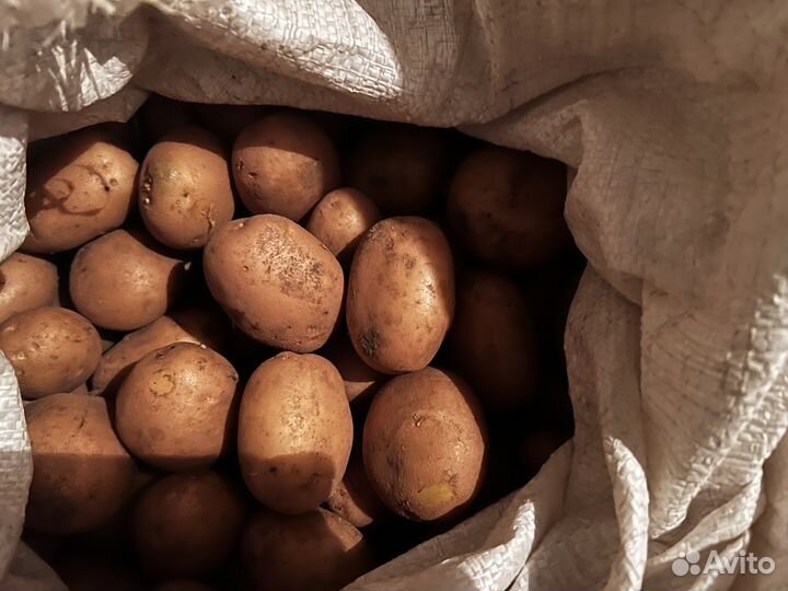 Картофель отборный доморощенный