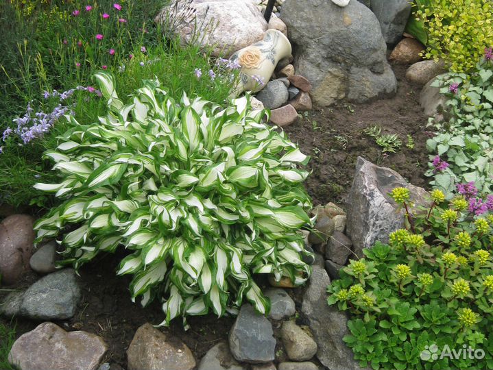 Саженцы хосты