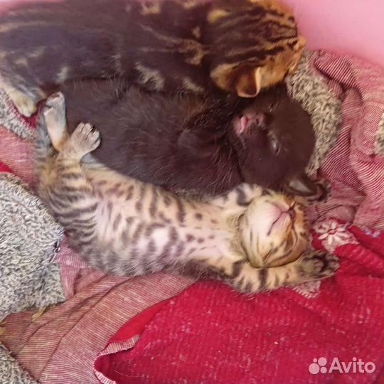 Бенгальская бесплатно