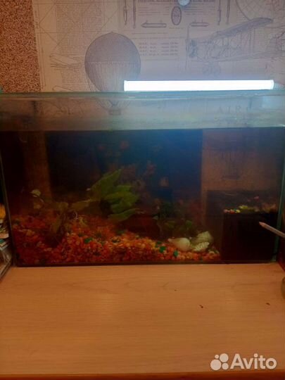 Аквариум