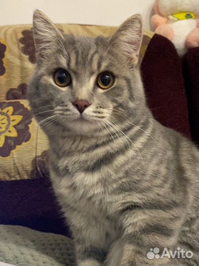 Британский кот