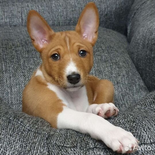 Щенки басенджи