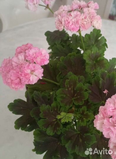 Пеларгония герань сортовая