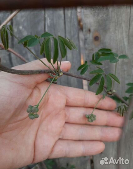 Глициния акебия девичий виноград